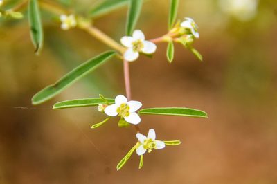 Euphorbia missurica, photographed by Jay Pruett
