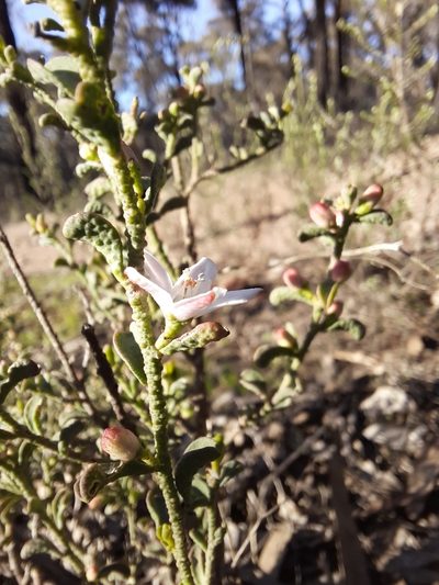 Philotheca verrucosa, photographed by spacegecko