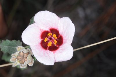 Pavonia aurigloba, photographed by aacocucci