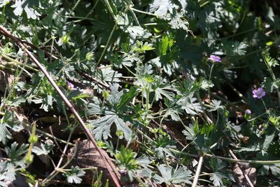 Geranium solanderi, photographed by Greg Tasney