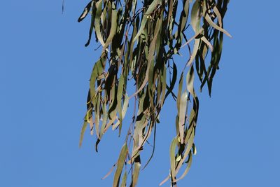 Amyema miquelii, photographed by Greg Tasney