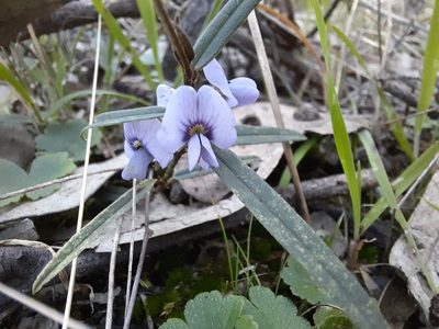 Hovea heterophylla, photographed by spacegecko