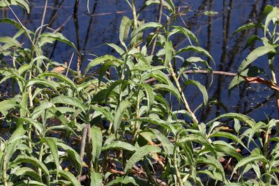 Persicaria attenuata, photographed by Greg Tasney