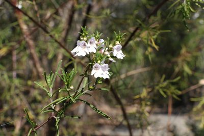 Prostanthera nivea, photographed by Greg Tasney