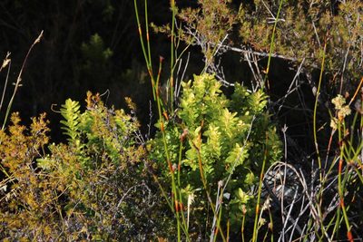 Agathosma crenulata, photographed by Tony Rebelo