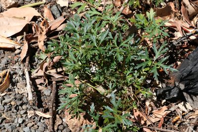 Trachymene procumbens, photographed by Greg Tasney