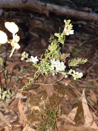 Philotheca verrucosa, photographed by spacegecko