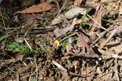 Bossiaea buxifolia, photographed by Greg Tasney