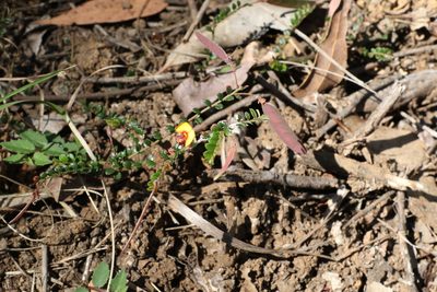 Bossiaea buxifolia, photographed by Greg Tasney