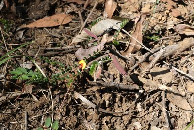 Bossiaea buxifolia, photographed by Greg Tasney