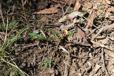 Bossiaea buxifolia, photographed by Greg Tasney
