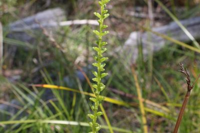 Microtis parviflora, photographed by Greg Tasney