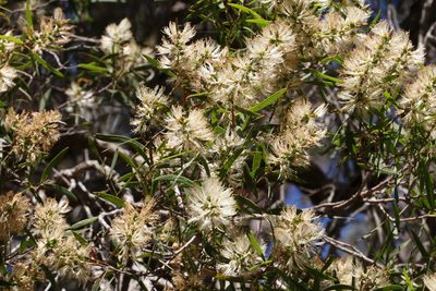 Melaleuca groveana, photographed by Greg Tasney