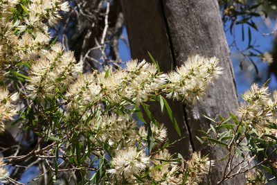 Melaleuca groveana, photographed by Greg Tasney