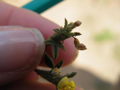 Stylosanthes fruticosa, photographed by Antoinette Eyssell Knox