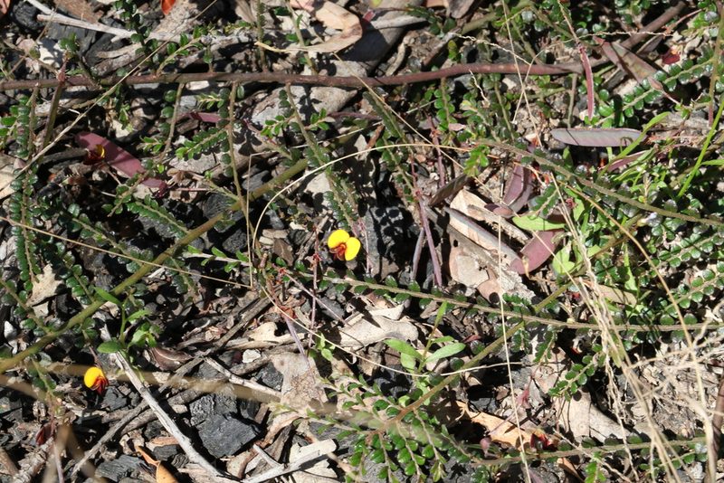 Bossiaea buxifolia, photographed by Greg Tasney