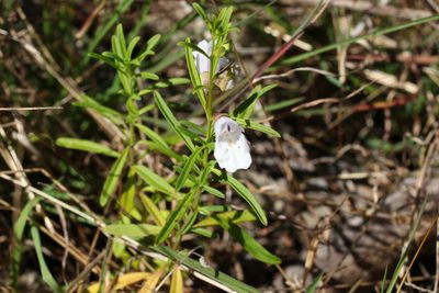 Prostanthera nivea, photographed by Greg Tasney
