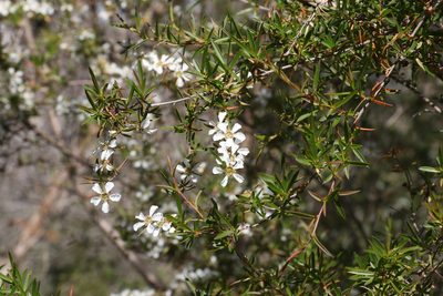 Leptospermum variabile, photographed by Greg Tasney