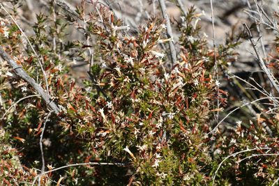 Styphelia neoanglica, photographed by Greg Tasney