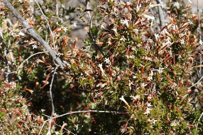 Styphelia neoanglica, photographed by Greg Tasney
