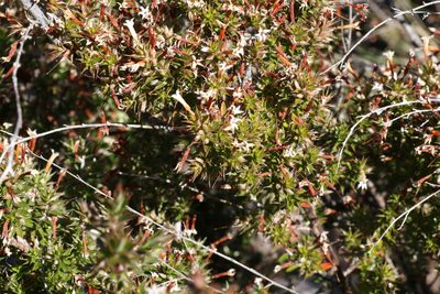 Styphelia neoanglica, photographed by Greg Tasney