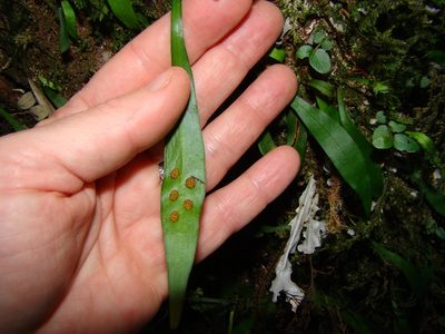 Loxogramme dictyopteris, photographed by Lisa Bennett