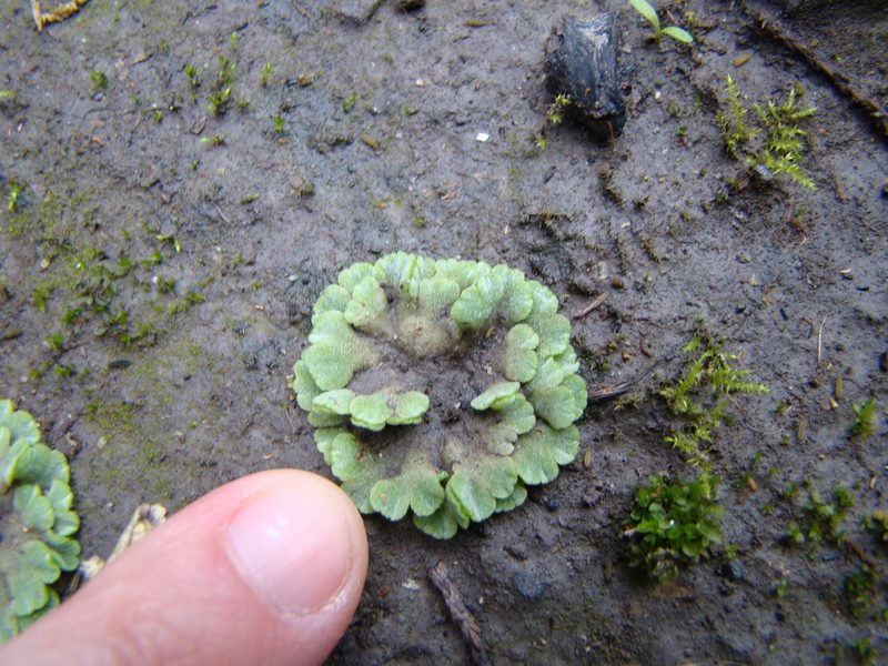 Riccia crystallina, photographed by Lisa Bennett