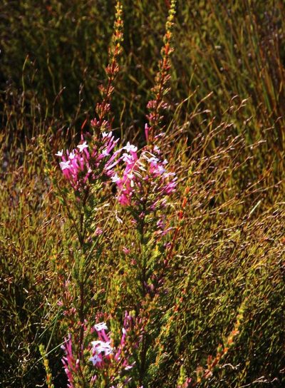 Erica infundibuliformis, photographed by Tony Rebelo