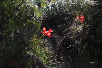 Gladiolus cardinalis, photographed by Tony Rebelo