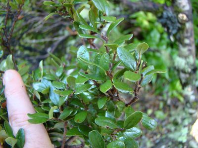 Nothofagus solandri, photographed by Lisa Bennett