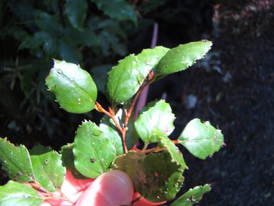 Nothofagus fusca, photographed by Lisa Bennett
