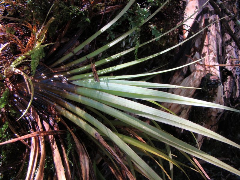 Astelia microsperma, photographed by Lisa Bennett