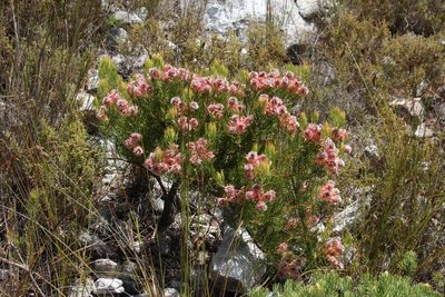 Serruria rosea, photographed by Tony Rebelo
