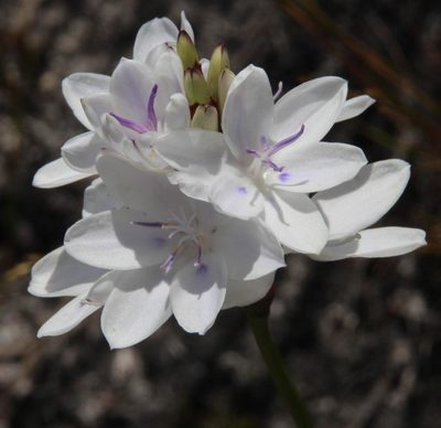 Thereianthus ixioides, photographed by Tony Rebelo