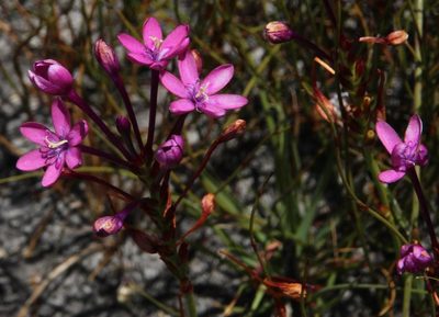 Thereianthus minutus, photographed by Tony Rebelo