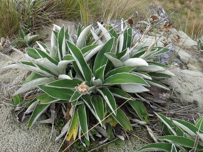 Celmisia hookeri, photographed by John Barkla