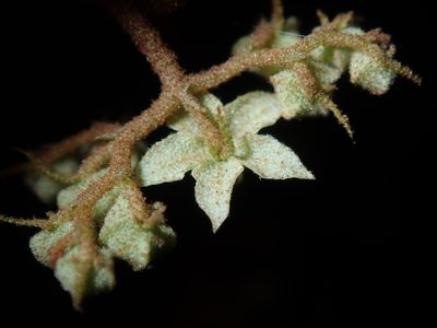 Lasiopetalum parviflorum, photographed by Thomas Mesaglio
