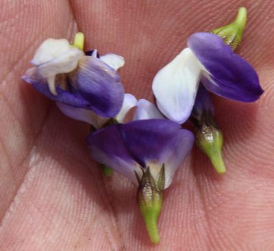 Psoralea rigidula, photographed by Tony Rebelo