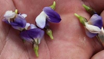 Psoralea rigidula, photographed by Tony Rebelo