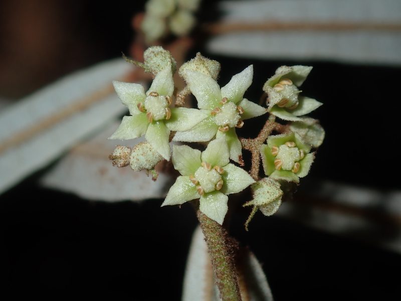 Lasiopetalum parviflorum, photographed by Thomas Mesaglio