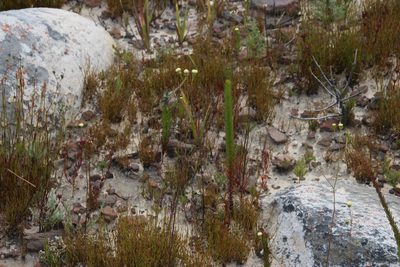 Senecio paniculatus, photographed by Tony Rebelo