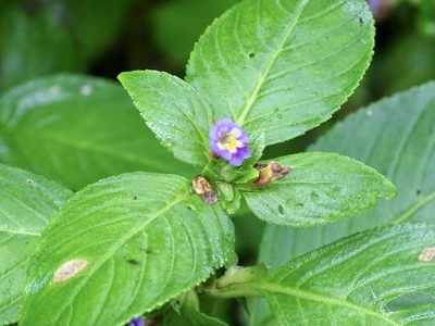 Limnophila rugosa, photographed by Toby Y