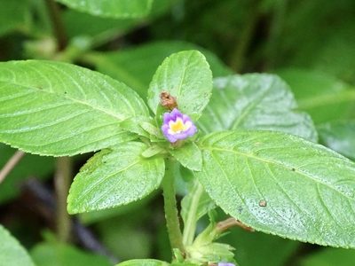 Limnophila rugosa, photographed by Toby Y