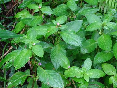 Limnophila rugosa, photographed by Toby Y