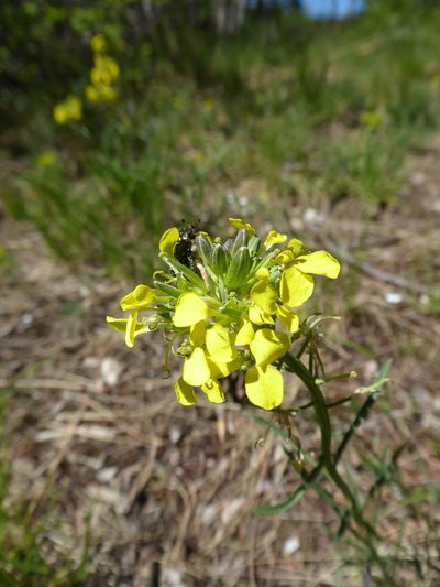 Erysimum sylvestre, photographed by Michael Andresek