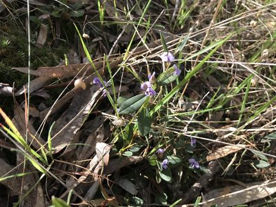 Hovea heterophylla, photographed by Miguel de Salas