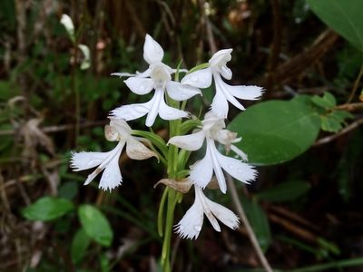 Habenaria dentata, photographed by Toby Y