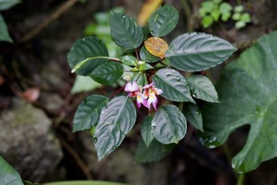 Impatiens bonii, photographed by Shawn O'Donnell