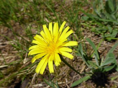 Leontodon incanus, photographed by Michael Andresek