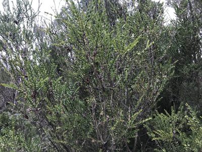 Melaleuca squarrosa, photographed by Miguel de Salas
